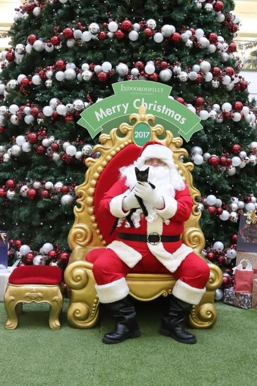 Santa holding a kitten at a Santa Paws pet photography event