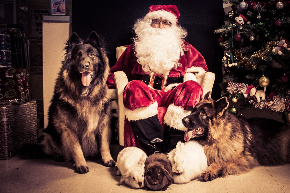 Fur baby Santa photos